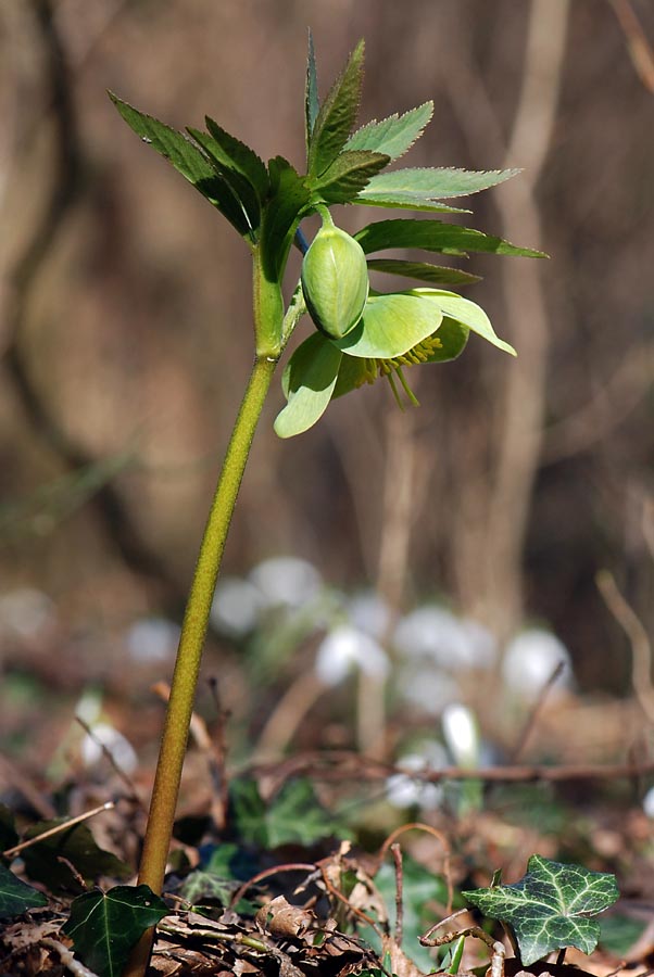 Helleborus viridis  / Elleboro verde